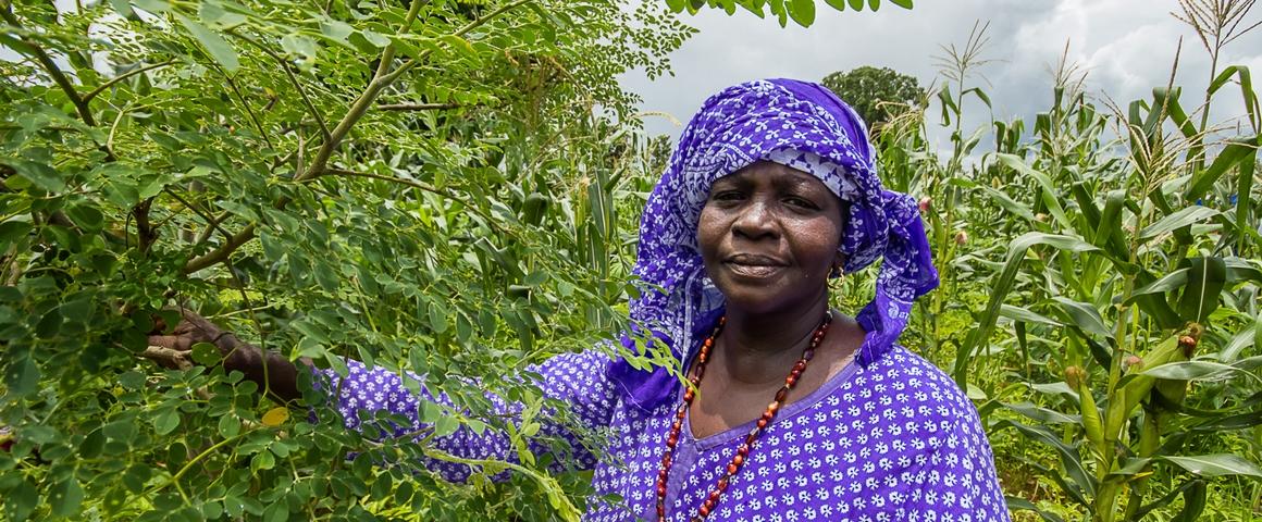 Productrice qui associe sa culture de maïs avec du moringa, un arbre fertilitaire (Kenioto, Sénégal) © R. Belmin, Cirad